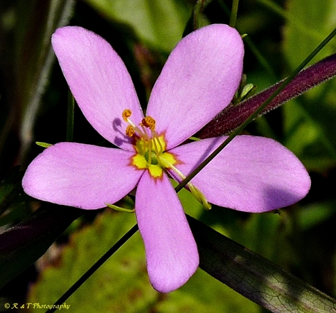 {Sabatia campanulata}